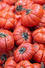 Ruffled red eggplant for sale  Massillon