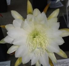 Epiphyllum orchid cactus for sale  Fremont