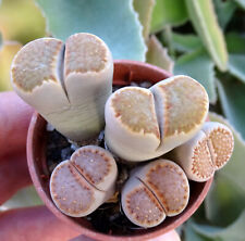 Lithops kikushogiyoku cactus d'occasion  Servian