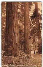 Marin county redwoods for sale  Foresthill