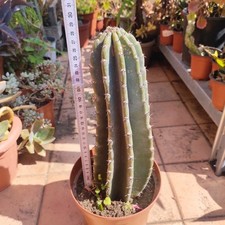 Vaso cereus peruvianus usato  Barcellona Pozzo di Gotto