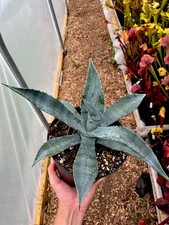 Agave americana for sale  BUDE