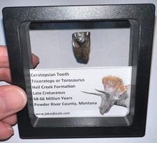 Framed triceratops torosaurus for sale  Wimauma