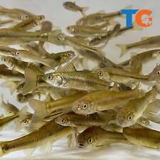 Black fathead minnows for sale  Martinsville