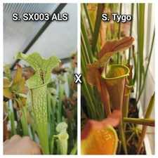 Semi sarracenia sx003 usato  Lanciano