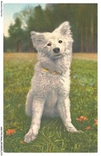 Ashp10 0647 chien d'occasion  France
