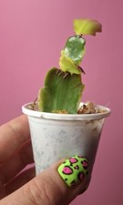 Schlumbergera truncata Variegata na sprzedaż  PL