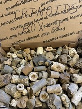 200 kentucky fossil for sale  Burkesville
