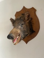 Authentic boar head for sale  LONDON