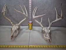 Pair wild whitetail for sale  Valley City