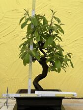 Joe bonsai quitte usato  Spedire a Italy