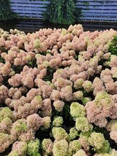 Hydrangea paniculata petite for sale  UK