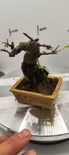 Mini chinese elm for sale  LIVERPOOL