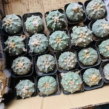 20szt Astrophytum asterias WYSIWYG Ogród Butikowy Dekoracja na sprzedaż 20szt Astrophytum asterias WYSIWYG Ogród Butikowy Dekoracja na sprzedaż  Wysyłka do Poland