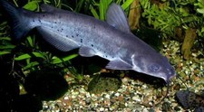 Channel catfish live for sale  Oroville