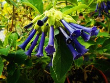Iochroma grandiflora d'occasion  Villemandeur