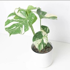 Monstera thai constellation for sale  PRENTON