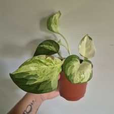Manjula pothos devils for sale  Wedgefield