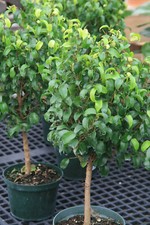 Seeds weeping fig for sale  USA