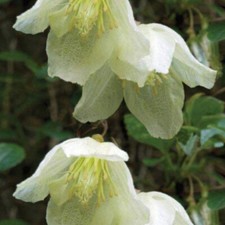 Clematis cirrhosa jingle for sale  BOURNE