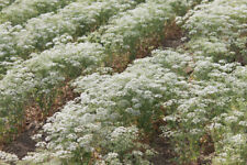 Anice pimpinella anisum usato  Trappeto