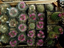 bluhende kakteen gebraucht kaufen bluhende kakteen gebraucht kaufen Berlin