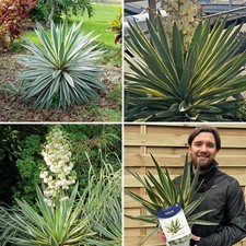 Yucca plant gloriosa for sale  LEICESTER