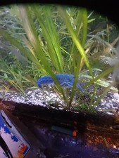 Electric blue crayfish for sale  Sulphur Springs