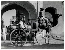 India bikaner camel d'occasion  Expédié en Belgium