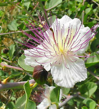 Capperi capparis spinosa usato  Monreale