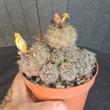 Copiapoa humilis 277 usato  Casatenovo