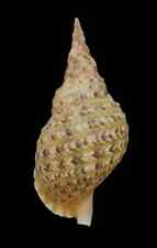 Conchiglia shell charonia usato  San Cesareo