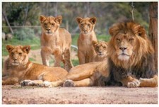 Pride lions male for sale  Chesapeake