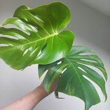 large house plants for sale  GLASGOW