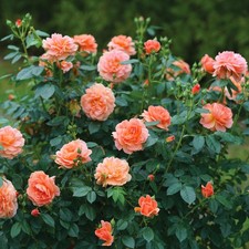 plants flower pot for sale plants flower pot for sale San Marcos