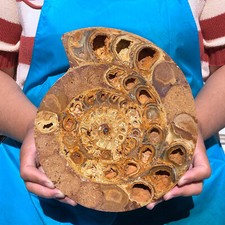 1430G Natural Hermoso Fósil En Rebanadas Caracola Cristal Mineral Espécimen 2270 segunda mano  Embacar hacia Mexico