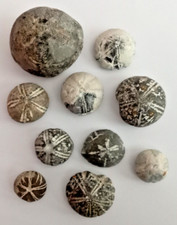 Seeigel fossilien echinocorys gebraucht kaufen  Schwerin
