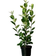 Aronia schwarze apfelbeere gebraucht kaufen  Detmold