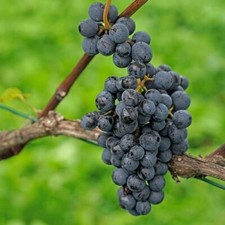Black grape pinot for sale  UK