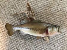 Smallmouth bass taxidermy for sale  Mc Connell