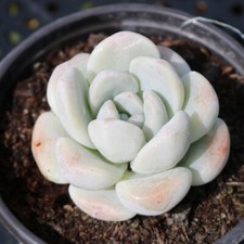 Live rare echeveria for sale  Fallbrook
