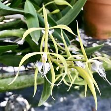 Epidendrum ciliare orchid for sale  Lakewood