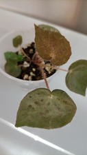 Begonia melanobullata ningming for sale  BOURNEMOUTH