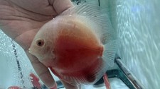 Red valentine discus for sale  San Jose