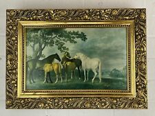 Mares foals george for sale  NORTHAMPTON