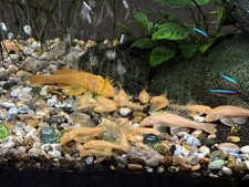 Lemon shortfin red for sale  LONDON