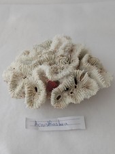 Corail dur acanthastrea usato  Spedire a Italy