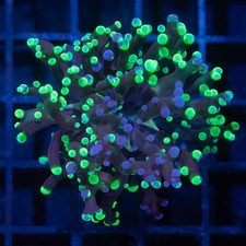 Purple splatter branching for sale  Folsom