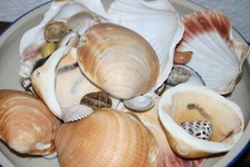 Dekoration konvolut muscheln gebraucht kaufen  Bergisch Gladbach