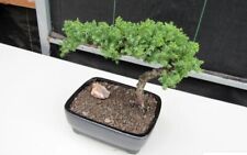 Juniper bonsai tree for sale  Patchogue